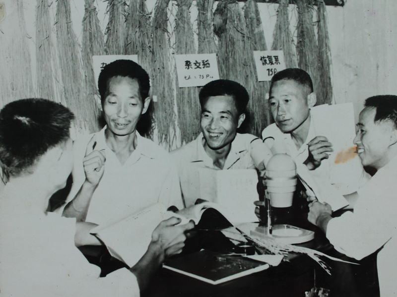 1572922186948094899.jpg 安江农校杂交水稻科研组集体讨论公关.jpg